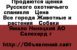 Продаются щенки Русского охотничьего спаниеля › Цена ­ 25 000 - Все города Животные и растения » Собаки   . Ямало-Ненецкий АО,Салехард г.